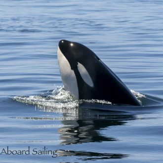 Biggs/Transient Orcas T65B’s circling Hall Island