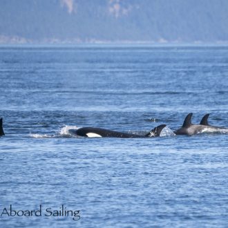 Biggs/Transient Orcas T109A2’s hunting by Gooch Island