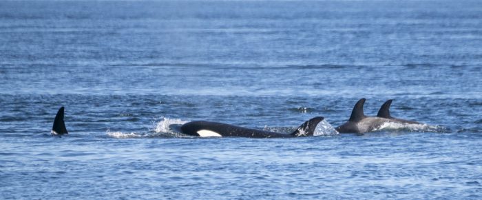 Biggs/Transient Orcas T109A2’s hunting by Gooch Island