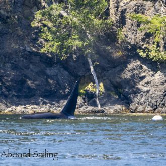 Biggs/Transient Orca T49A1 San Juan Channel playing with mooring buoy