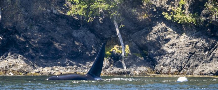 Biggs/Transient Orca T49A1 San Juan Channel playing with mooring buoy