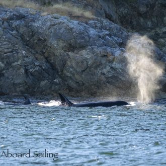 Biggs/Transient Orcas T65B’s Peapod Rocks