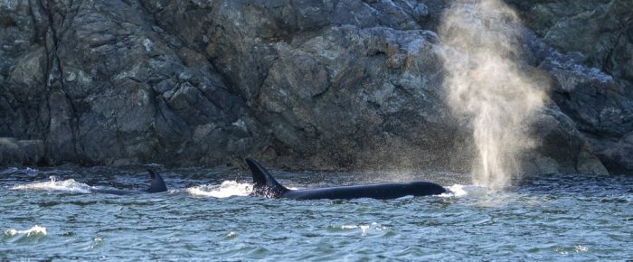 Biggs/Transient Orcas T65B’s Peapod Rocks