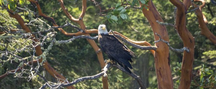 Sailing north to Flattop Island