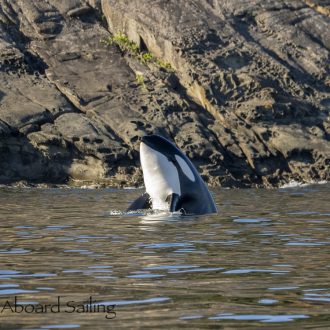 Biggs/Transient Orcas T36A1’s and T46B1’s hunting/circling Flattop Island multiple times