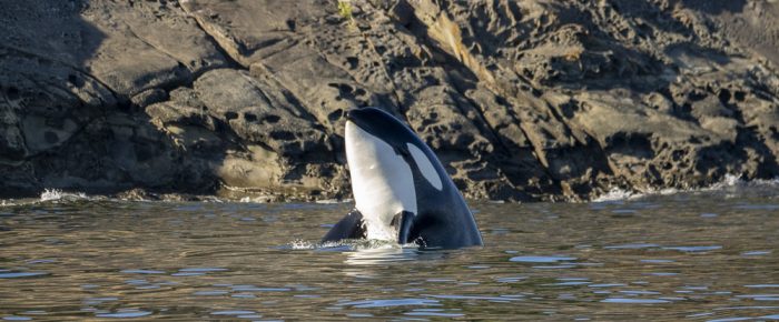 Biggs/Transient Orcas T36A1’s and T46B1’s hunting/circling Flattop Island multiple times