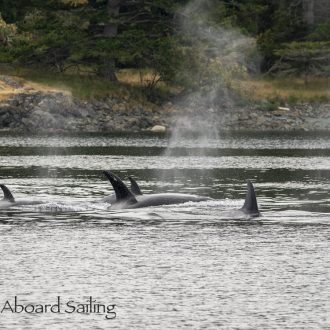 Biggs/Transient Orcas T109A2’s hunting by D’Arcy Island