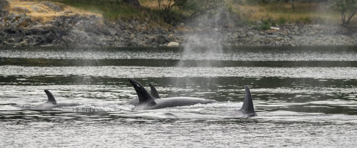 Biggs/Transient Orcas T109A2’s hunting by D’Arcy Island