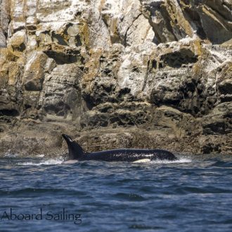 Biggs/Transient Orcas T109A2’s circling Mandarte Island