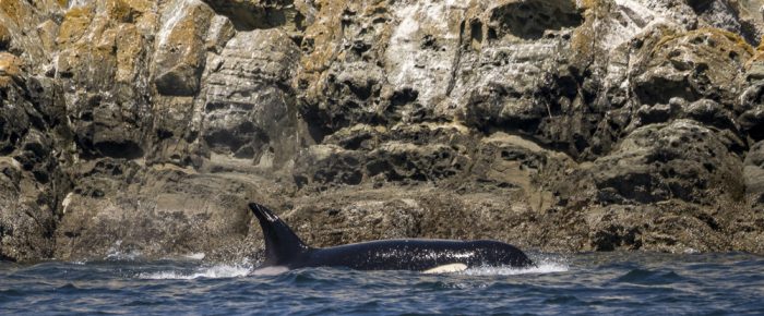 Biggs/Transient Orcas T109A2’s circling Mandarte Island