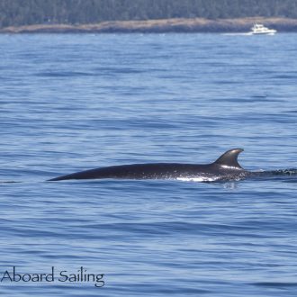 South to Salmon Bank finding two Minke Whales