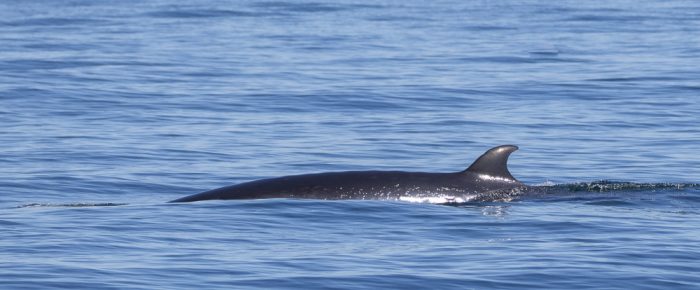 South to Salmon Bank finding two Minke Whales