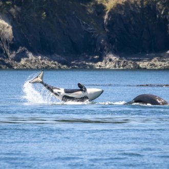 Humpback whale (“Catalyst”) with severed tail flukes & Biggs/Transient Orcas T109A2’s by Swirl Rock