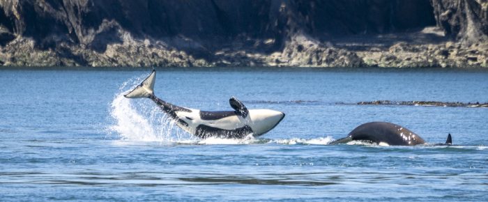 Humpback whale (“Catalyst”) with severed tail flukes & Biggs/Transient Orcas T109A2’s by Swirl Rock