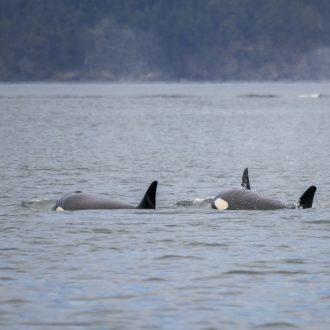 Biggs/Transient Orcas T34’s and T37’s inter-island