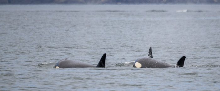 Biggs/Transient Orcas T34’s and T37’s inter-island