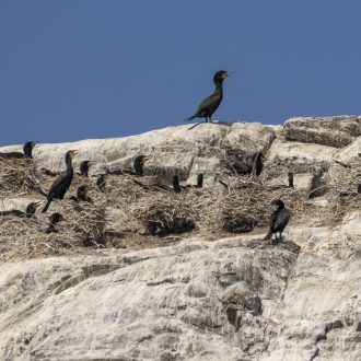 Sail to Stuart and Mandarte Island