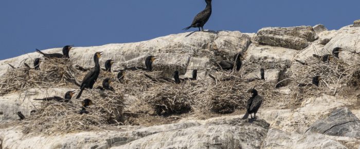 Sail to Stuart and Mandarte Island