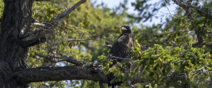 Short sail around the Wasp Islands and Jones Island