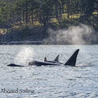 Biggs/Transient Orcas T86A3’s and T123’s Thatcher Pass