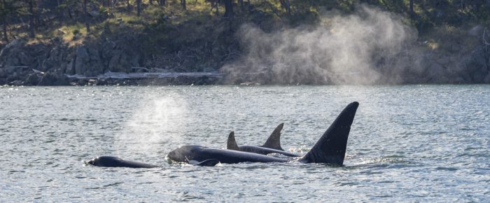 Biggs/Transient Orcas T86A3’s and T123’s Thatcher Pass