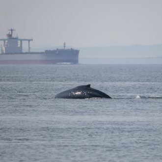 A foggy sail south to meet Humpback Whale BCY0983 “Aerie”