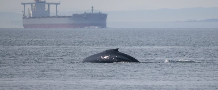 A foggy sail south to meet Humpback Whale BCY0983 “Aerie”