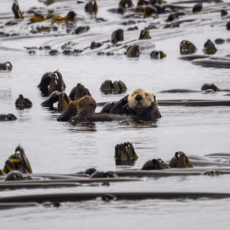 Sea Otter, Harbor seals, Sea lions and 2 Minke whales