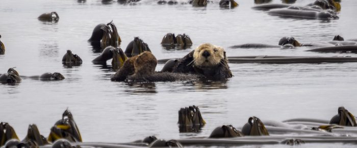 Sea Otter, Harbor seals, Sea lions and 2 Minke whales