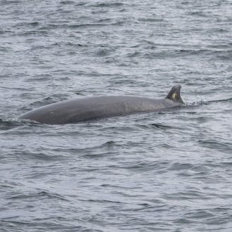 Minke whale on Salmon Bank plus sea otter, seals, sea lions, eagles and more