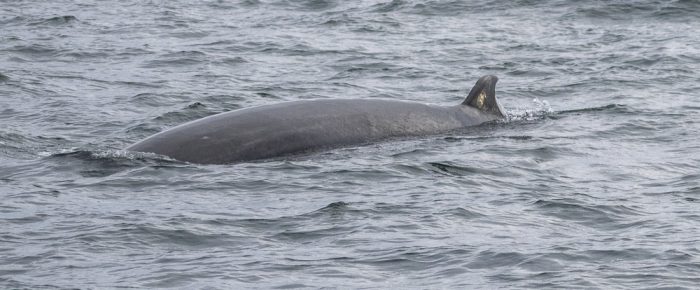 Minke whale on Salmon Bank plus sea otter, seals, sea lions, eagles and more