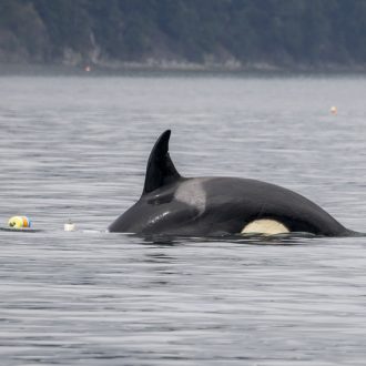 Epic trip in the fog, Biggs Orca T65A5 playing with crab pots, & shore excursion to Yellow Island