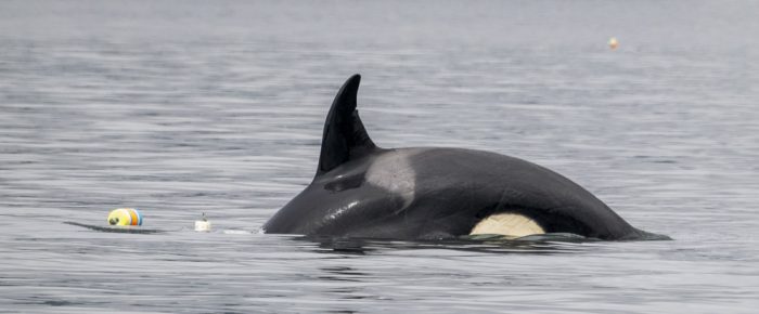 Epic trip in the fog, Biggs Orca T65A5 playing with crab pots, & shore excursion to Yellow Island