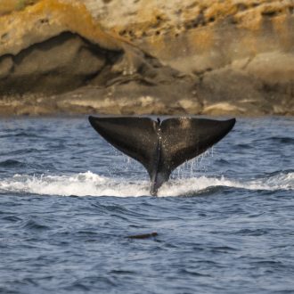 Sunset sail with Biggs/Transient Orcas T34’s and T37’s at White Rock and Flattop Island