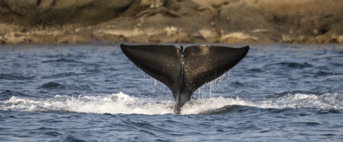 Sunset sail with Biggs/Transient Orcas T34’s and T37’s at White Rock and Flattop Island