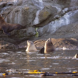 Sail around Henry Island and exploring New Channel