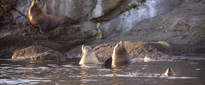 Sail around Henry Island and exploring New Channel