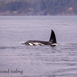 Biggs/Transient Orcas T19’s near Satellite Channel