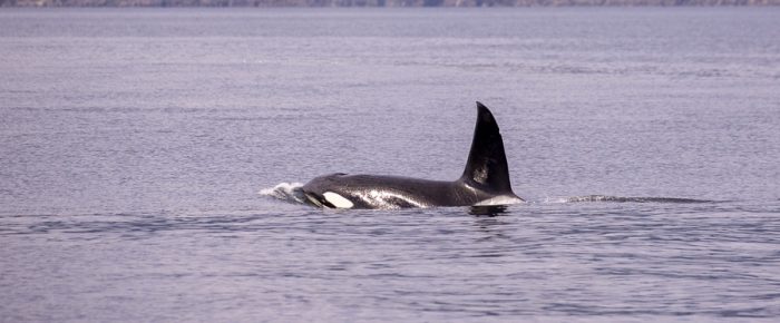 Biggs/Transient Orcas T19’s near Satellite Channel