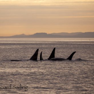 Epic day with orcas! T49C followed by T19’s with T60D and T60E in the sunset