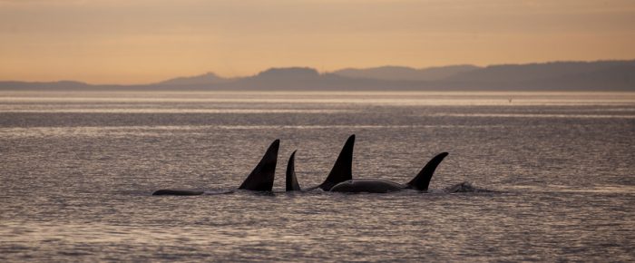 Epic day with orcas! T49C followed by T19’s with T60D and T60E in the sunset