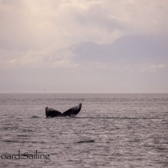 Humpback Whale BCY0771 “Bump” in San Juan Channel