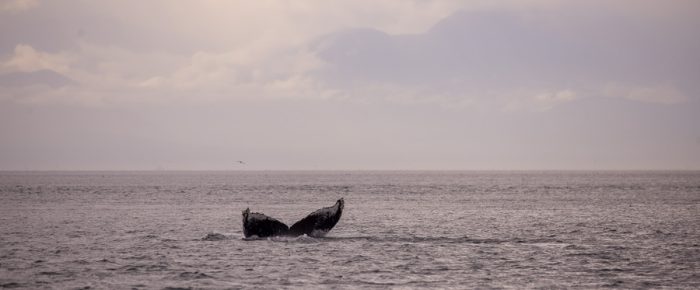 Humpback Whale BCY0771 “Bump” in San Juan Channel