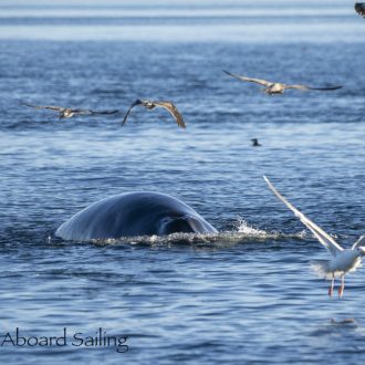 Searching for minke whales at Salmon Bank