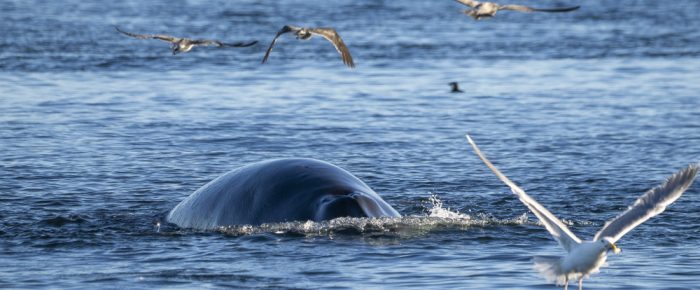 Searching for minke whales at Salmon Bank