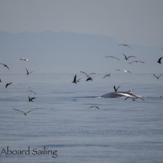 Sailing to Salmon Bank