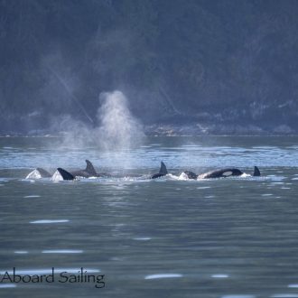 All day Sail Around Orcas island with T36As, T117A, T117Bs, and T172