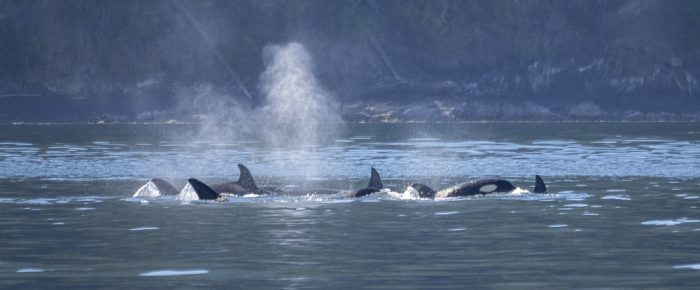 All day Sail Around Orcas island with T36As, T117A, T117Bs, and T172