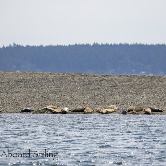 Half Day Sail up to Flattop Island