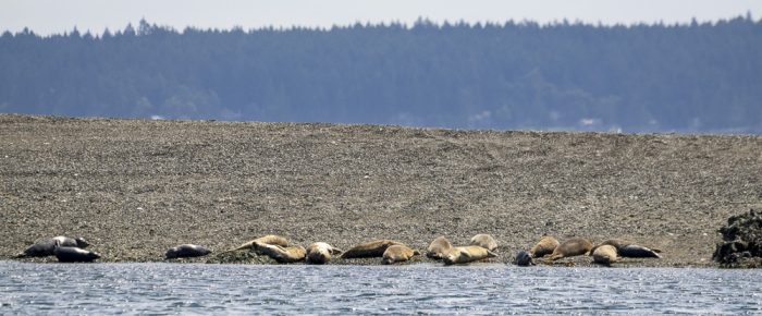 Half Day Sail up to Flattop Island